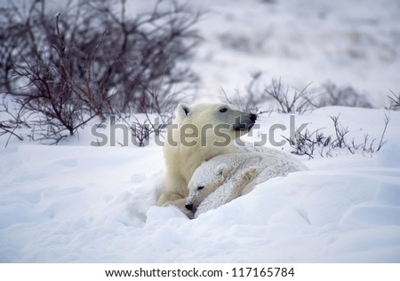Polar bear shelters her cub during snow storm