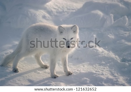 Arctic Fox In Canadian Arctic