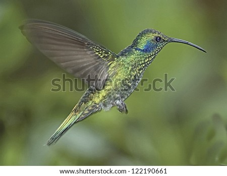 Green violet-ear humming bird in flight