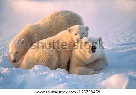 Polar bear with her cubs, together for warmth and protection.