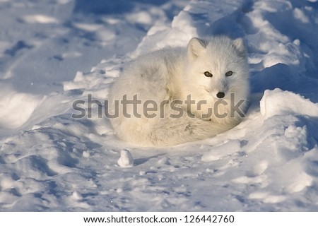Arctic fox lying on Arctic tundra