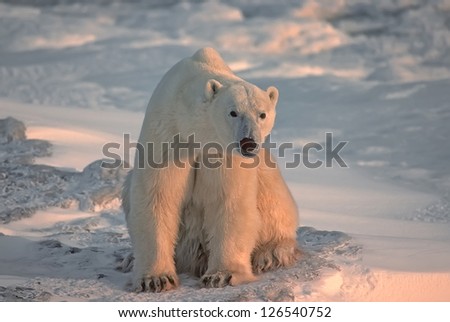 Large male polar bear sitting on Arctic tundra
