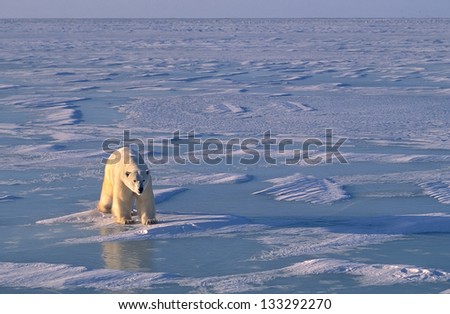 Polar Bear On The Ice In Hudson\'S Bay. Canadian Arctic