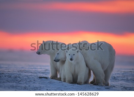 Polar Bear With Her Yearling Cubs Against Arctic Sunset