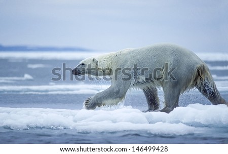 Large male polar bear running on ice floe in Canadian Arctic