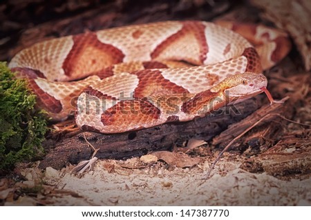 Northern Copperhead snake testing the air with tongue