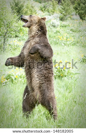 Young male grizzly bear standing and roaring in Montana meadow