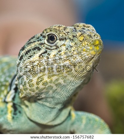 Head shot of a collared lizard