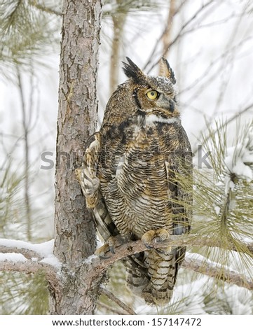 Long eared owl in winter plumage. Northern Minnesota