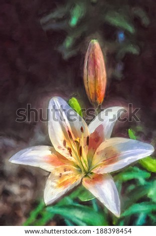 Day lily \