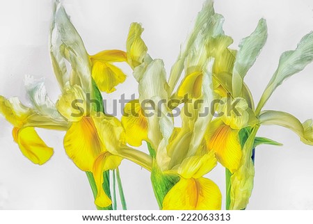 Iris painted against white background