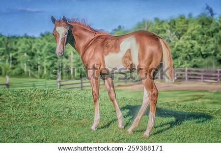 Paint horse colt portrait