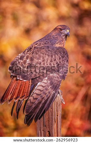 Digital oil painting of a red tailed hawk on roost