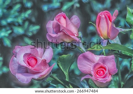 Four pink shrub roses, digital oil painting