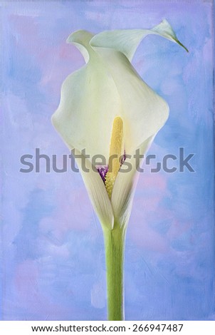 White calla lily digital painting against textured background