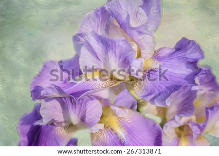 Purple iris blooms,digital oil painting against textured background