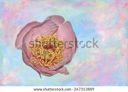 Pink Japanese peony bloom against textured background, digital oil painting
