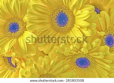 Several yellow gerbera daisies, digital oil painting