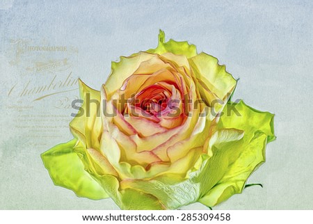 Hybrid tea rose on textured background, digital oil painting