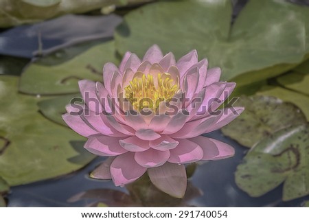 Digital watercolor painting of a pink water lily