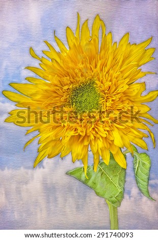 Sunflower painted on textured background,digital oil painting