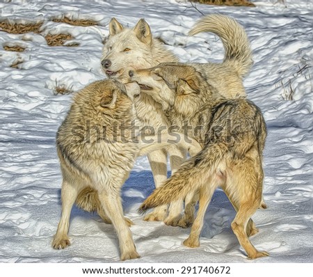 Wolf pack interaction. Winter in Northern Minnesota. Digital oil painting