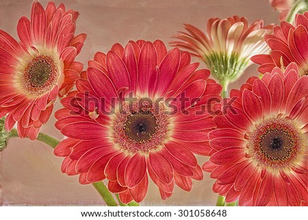 Several red gerbera daisies,digital oil painting