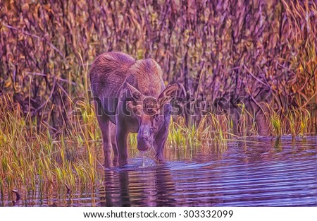 Young male moose feeding in pond,Grand Teton National Park,Wyoming.digital oil painting