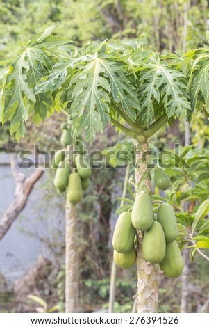 Hanging Groups of Green Papaya on Papaya tree