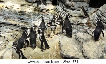 Family of penguins walking on the stones in aqua-park, Lisbon, Portugal