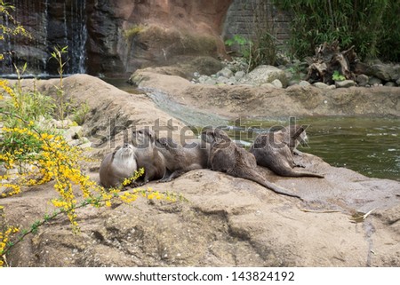 Family of oriental short-clawed otters on the stones