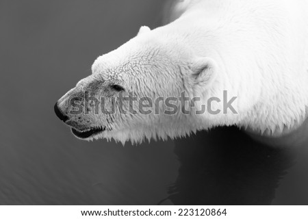 Portrait of large white bear swim in water