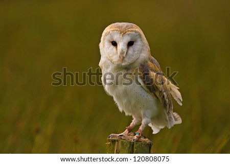 Captive Barn Owl ,Tyo Alba,perched on a fence post.
