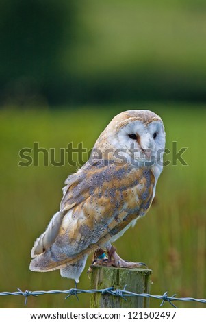 A captive Barn Owl perched on a fence post.in Mid Wales.