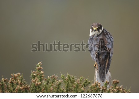 A captive hobby,Falco subbuteo,perched on a post in gorse.