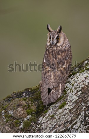 A captive Long-eared Owl,Asio otus,on a tree trunk in Mid Wales.