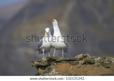 A Herring Gull calling to its partner on an old wall