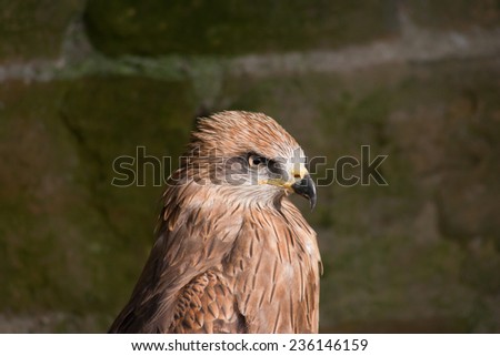 Closeup of a captive Red Kite showing head and beak