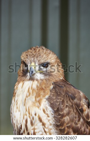 A captive Red tailed Hawk,buteo jamaicensis in closeup