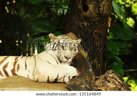 White Bengal tigers sleep
