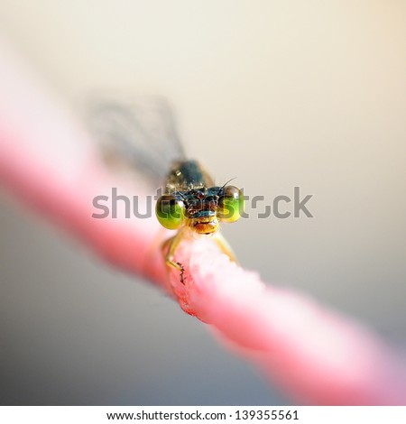 Dragon fly face close-up