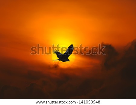 bird Hawk Black Kite fly into the sun, Thailand