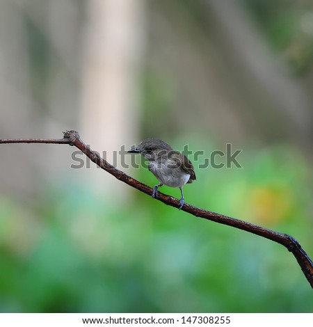 Bird (Mangrove Whistler) ,nature in Thailand