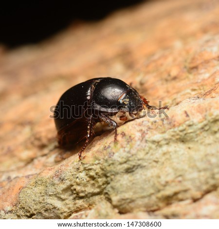 A large black beetle on the stone in nature