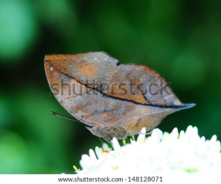 Master of disguise in the forest is a Special butterfly(Kallima