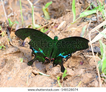 Green Butterfly (paris peacock, papilio paris) on nature