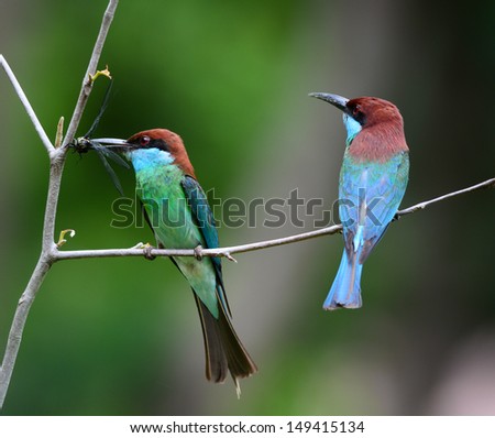Blue-throated Bee-eater on the branch with food in mouth to feed its chicks in the hole nest