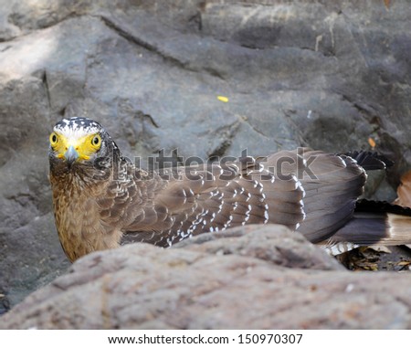 Bird of Thailand is Crested Serpent Eagle