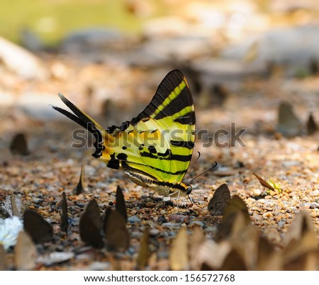 Beautiful Black and Yellow Butterfly