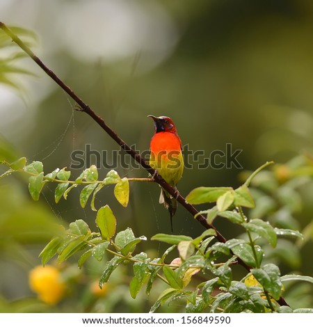 Bird colorful Beautiful (Green-tailed Sunbird), in nature